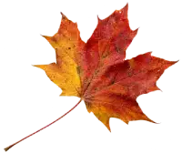 Maple Leaf - Click Me